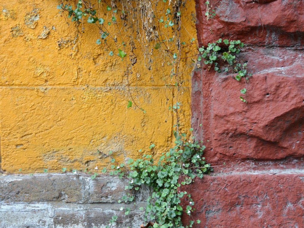 Weeds Growing in the Crevices of a Yellow and Red Brick Wall